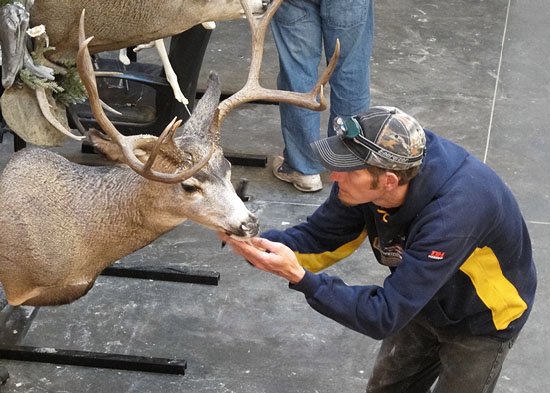 taxidermy