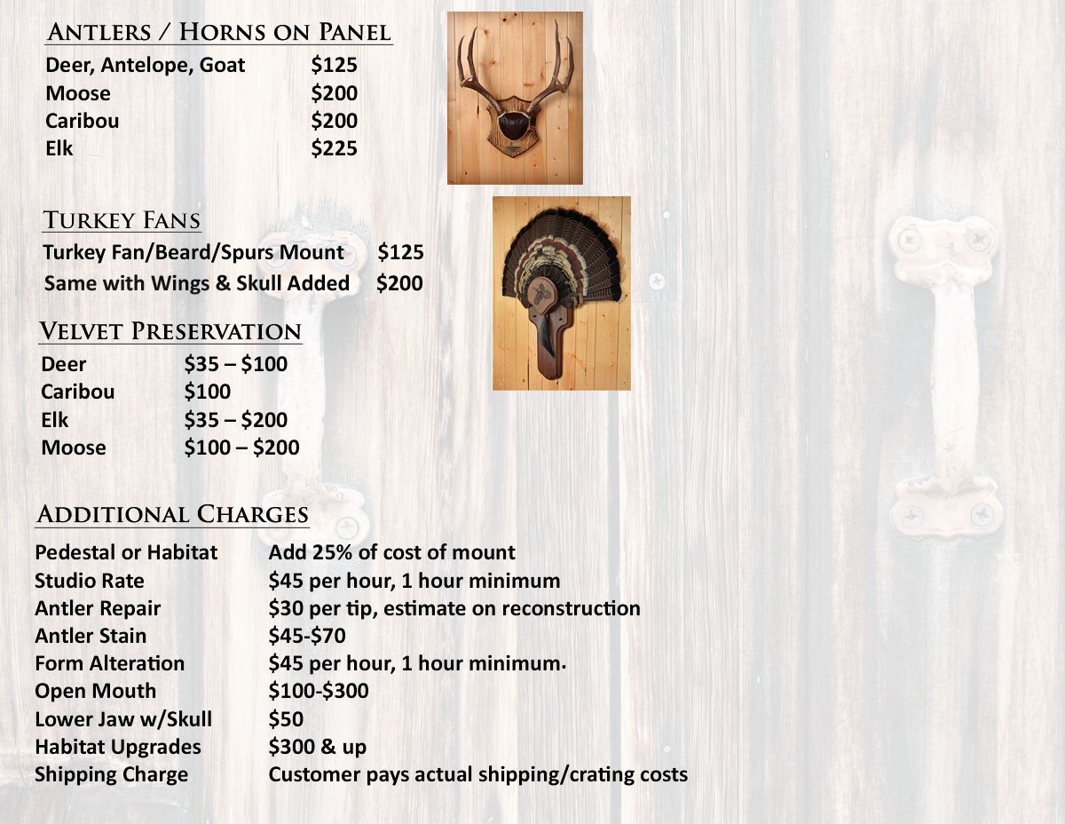 taxidermy price list update 2023